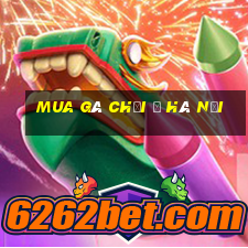 mua gà chọi ở hà nội