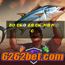 Bo chó ag chống nước