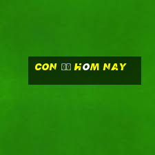 con đề hôm nay