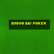 bodOG bài poker