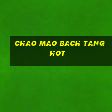 chao mao bach tang hot