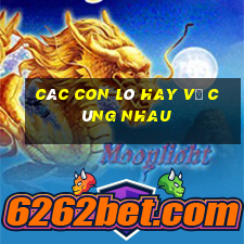 các con lô hay về cùng nhau