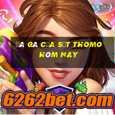 đá gà cựa sắt thomo hôm nay