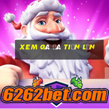 xem gà đá tiền lớn