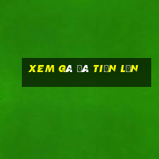 xem gà đá tiền lớn