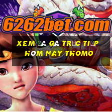 xem đá gà trực tiếp hôm nay thomo