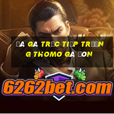 đá gà trực tiếp trường thomo gà đòn