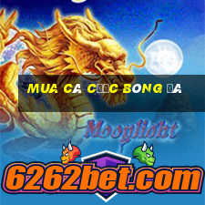 Mua cá cược bóng đá